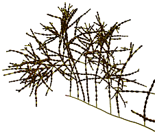 Example of a 3D fungus model